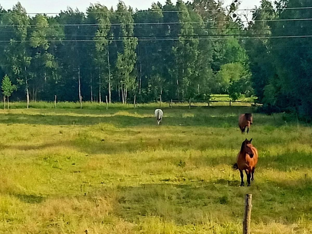 Sosnowa Polana Białowieża Exterior foto